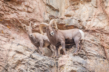 Bighorn Sheep Ram and Ewe During Rut