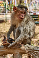 India. The state of Karnataka. Tiger and lion safaris. Monkey in the Zoo