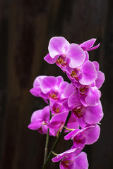 twig of lilac orchid with many flowers on a dark textural background