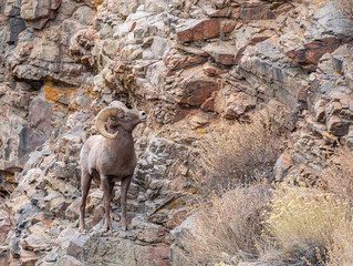 Bighorn Sheep On the Rocks