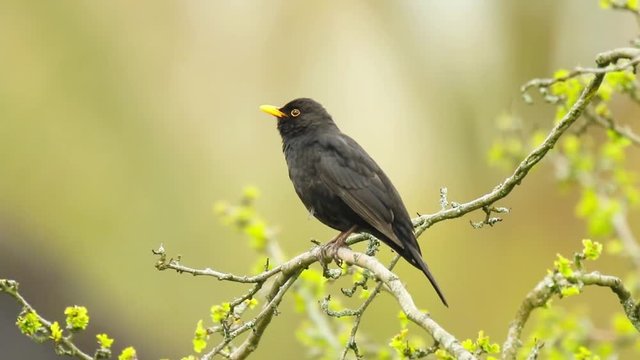 A male european Blackbird (turdus merula) singing in a tree with on a clear, sunny day in Spring season.