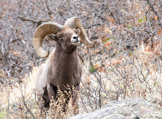 Bighorn Sheep Ram Close Up