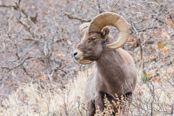 Bighorn Sheep Ram Close Up