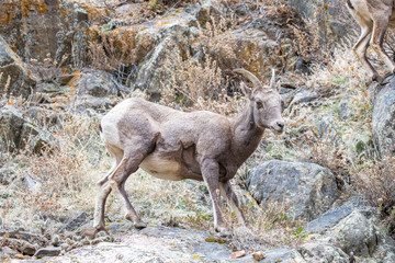 Bighorn Sheep Ewe Grazing