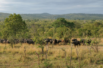 Fototapeta premium Herd of buffaloes in national park Tanzania