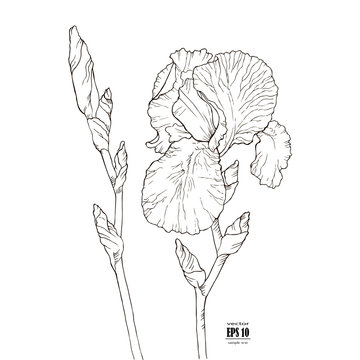 black and white sketch of a flower of iris