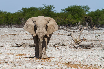 Fototapeta premium Elephant at Okaukuejo waterhole in Etosha National Park in Namibia
