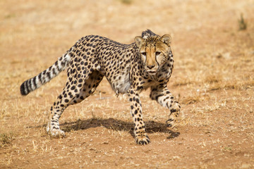 Fototapeta na wymiar Cheetah running at CCF in Otjiwarongo in Namibia