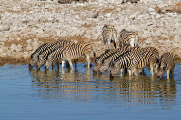 Fototapeta na wymiar A herd of zebra drinking in a waterhole at Okaukuejo restcamp in Etosha National Park in Namibia