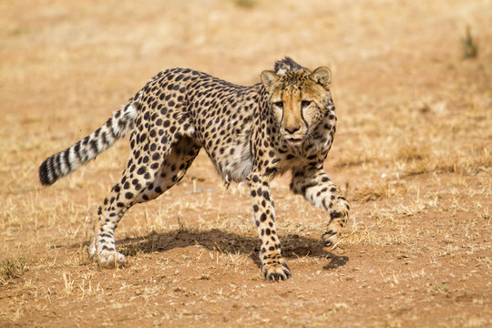 Cheetah running at CCF in Otjiwarongo in Namibia