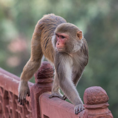 macaque at the Taj mahal Temple in Agra in India