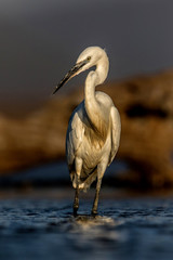 little egret fishing in a waterhole in Zimanga Game Reserve in South Africa
