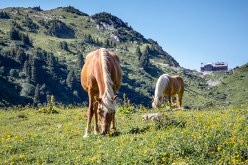 Pferde in den Lechtaler Alpen © Michael