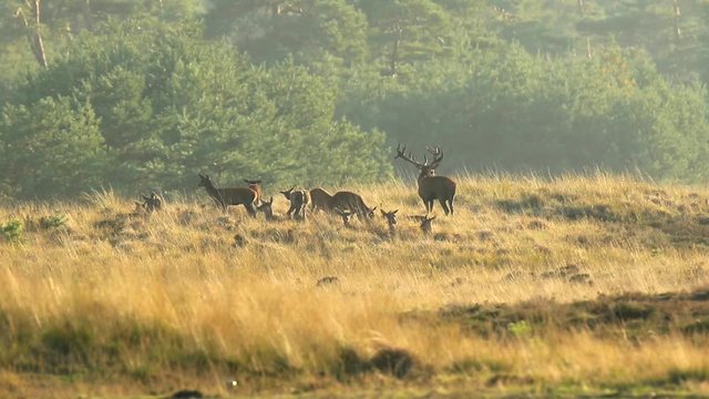 Herd of red deer cervus elaphus rutting and roaring during sunset, rutting during mating season on a a landscape with hills, fields and a beautifull sunset