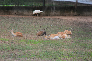 flock of geese
