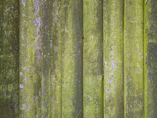 Close-up of a wooden featherboard or closeboard  fence covered with green mould. Rustic textured...