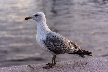 Möve am Ufer Oslos