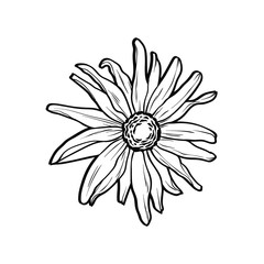 Line art black and white version, vector illustration isolated on white background, can be used for some coloring book