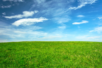 Spring agricultural landscape -  green meadow on a blue sky background in a sunny day