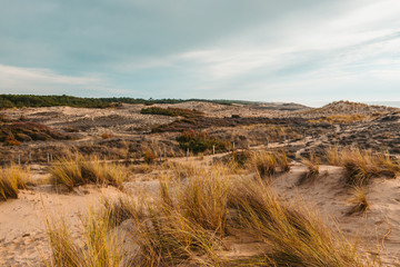 landscape in the dune