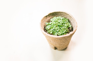 microgreen growing in organic pot