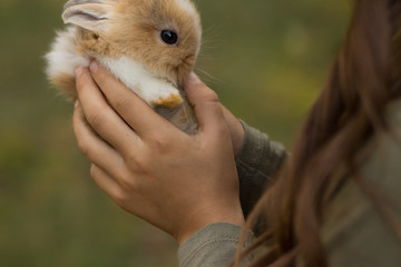small brown with white rabbit in children's hands