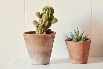cactus and succulent