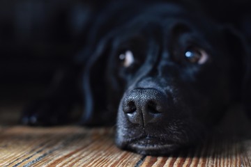 dog lying on the floor