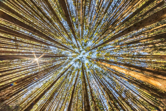looking up in a forrest on a background of blue sky
