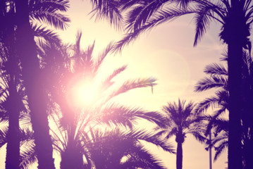 Fototapeta na wymiar Defocused palm trees against the sunset, lens flare effect.