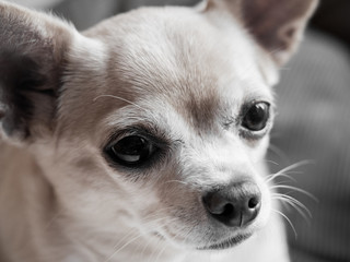 Chihuahua close up