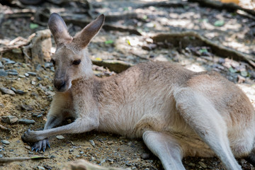 Naklejka na ściany i meble relaxed kangaroo
