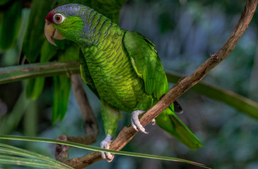 Bright Green, Blue, and Red Plumage on a Blue Crested Parrot Perched  on a Vine