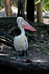 pelican in Australia