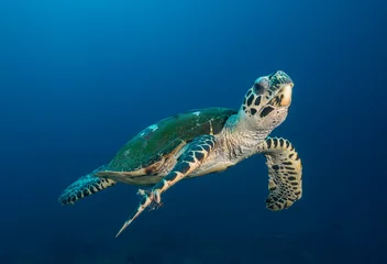 Foto op Plexiglas Zeeschildpad zwemmen © The Ocean Agency
