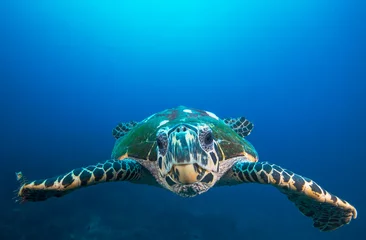 Fensteraufkleber Meeresschildkrötenschwimmen, Unterwasserfoto im offenen Ozean mit blauem Wasser herum © The Ocean Agency