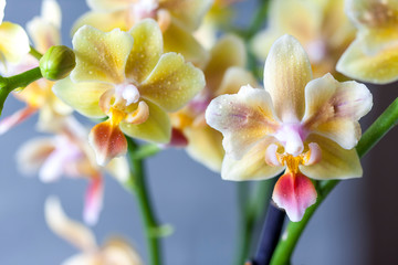 Phalaenopsis hybrid. Beautiful varietal rare orchid. Macro