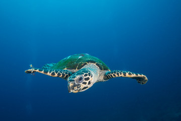 Sea turtle swimming in open ocean