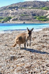 kangaroos at the sea with blue water lucky bay australia