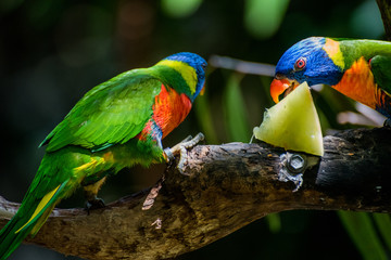 parrots eating a melon