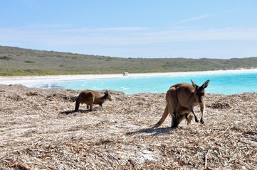 kangaroos at the sea with blue water lucky bay australia