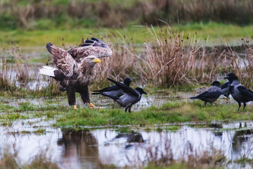 sea eagle (Haliaeetus albicilla) hunting hooded crows