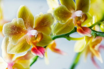 Obraz na płótnie Canvas Phalaenopsis hybrid. Beautiful varietal rare orchid. Macro