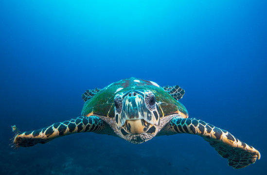 Sea turtle swimming, underwater photo in open ocean with blue water around 