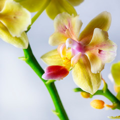 Phalaenopsis hybrid. Beautiful varietal rare orchid. Macro