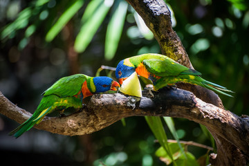 parrots eating