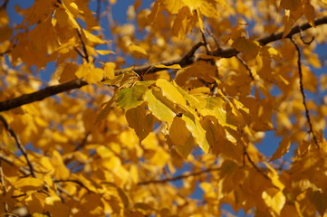 Obraz premium Maple Autumn Leaf