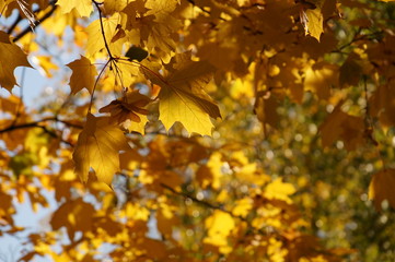 Fototapeta na wymiar Maple Autumn Leaf