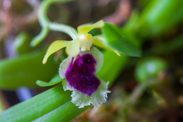 Beautiful rare mini orchid in a pot on a white window.