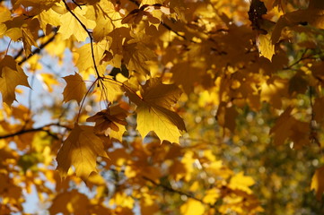 Fototapeta na wymiar Maple Autumn Leaf